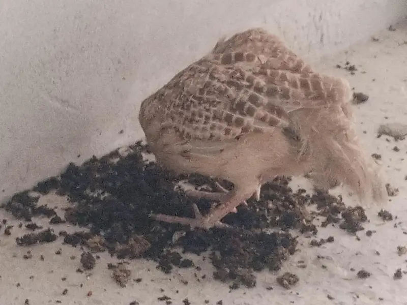 Irani breeder male for sale — photo 2