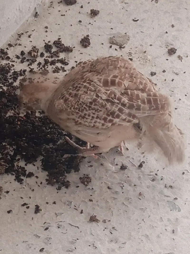 Irani breeder male for sale — photo 3