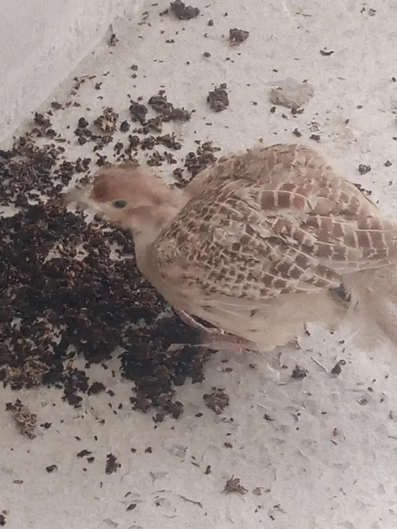 Irani breeder male for sale — photo 6