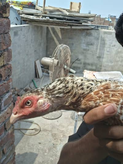 aseel mianwali