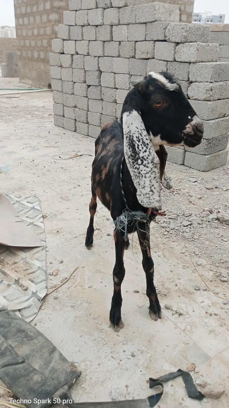 dono male he 03019344355 — photo 2