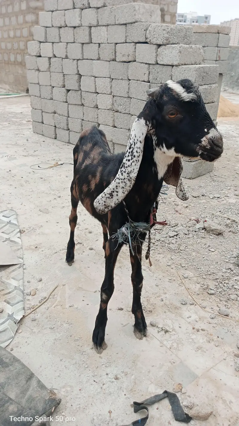 dono male he 03019344355 — photo 3