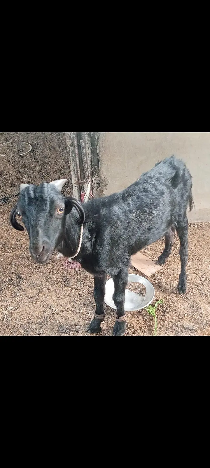 dono male he 03019344355 — photo 4