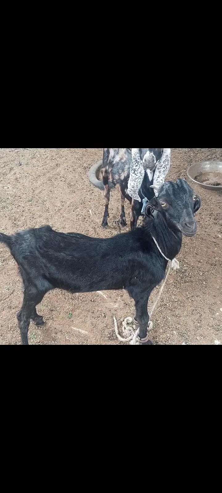 dono male he 03019344355 — photo 5