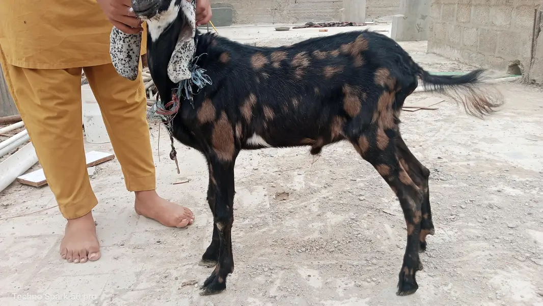dono male he 03019344355 — photo 7