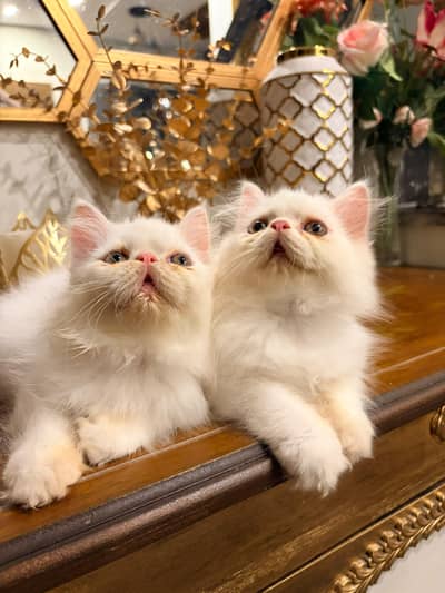 Persian Kitten | Piki Face | high quality kitten | triple coated |