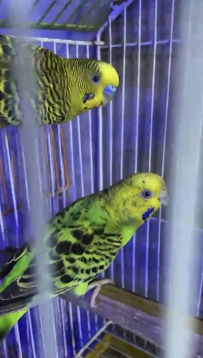 Breeders budgies