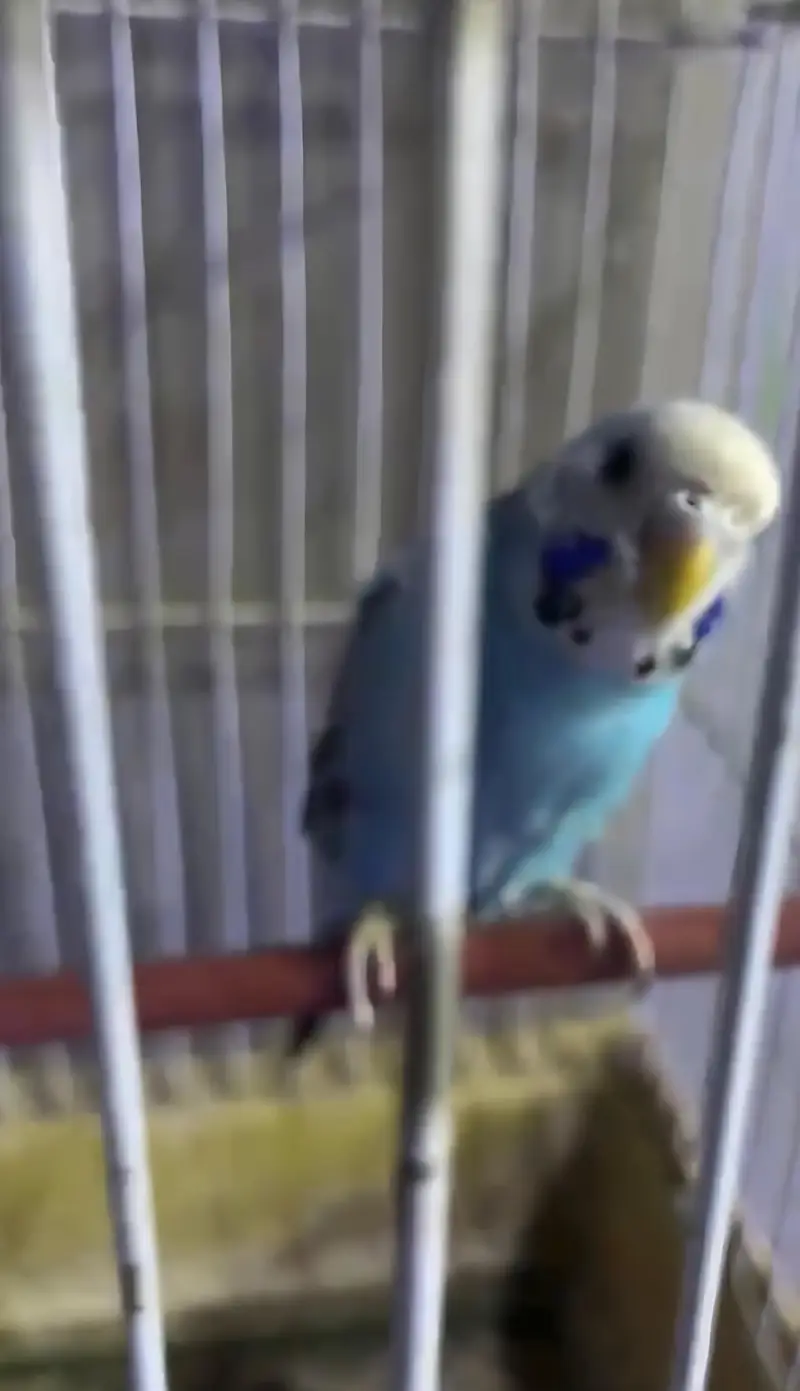 Breeders budgies — photo 2
