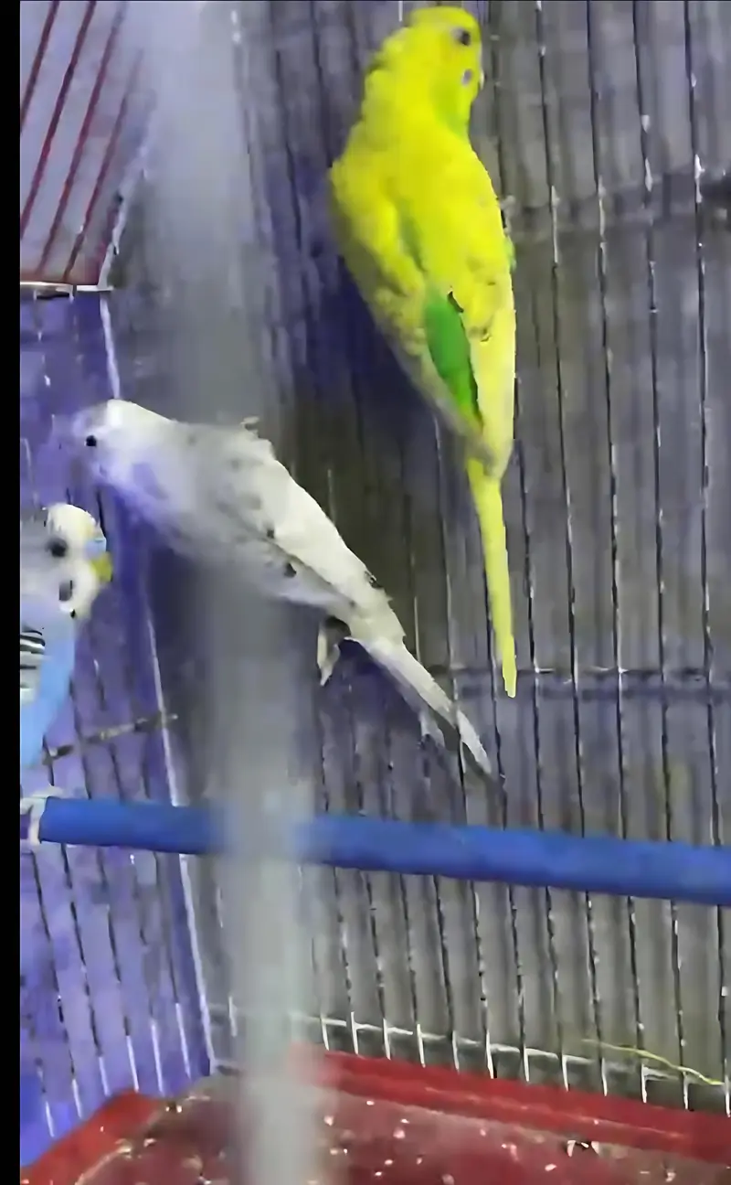Breeders budgies — photo 3