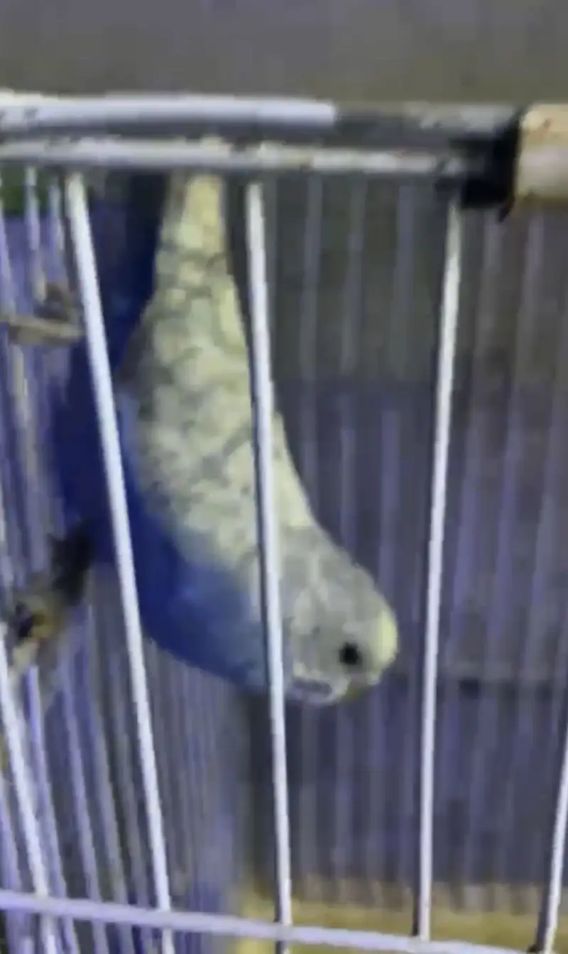Breeders budgies — photo 4