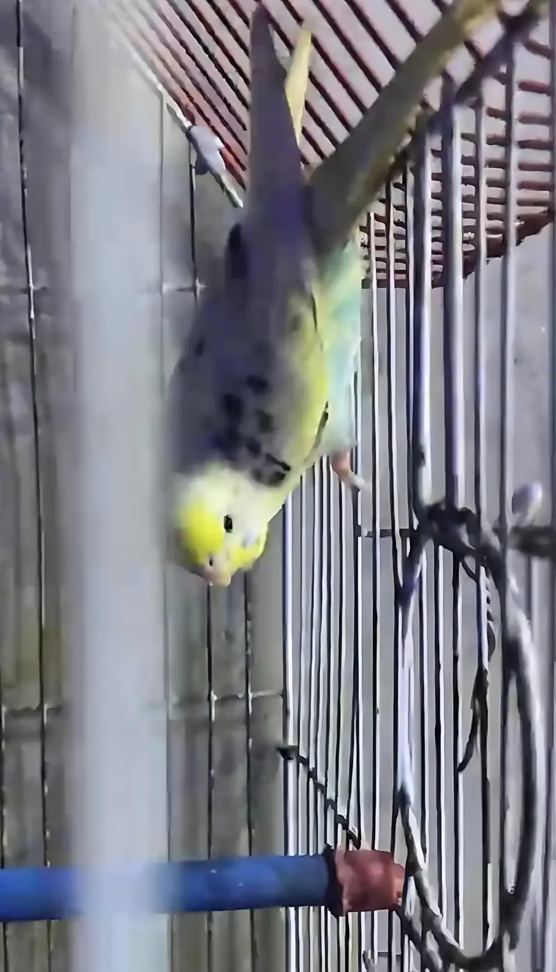 Breeders budgies — photo 5