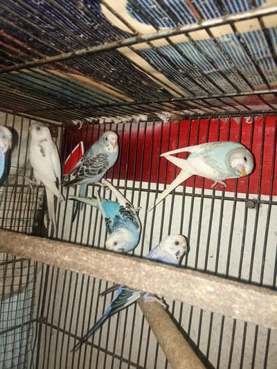 Budgies Breeder pair & Pathy