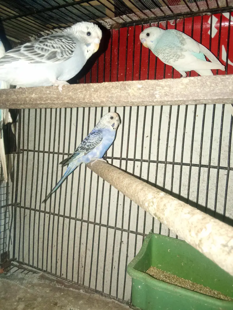 Budgies Breeder pair & Pathy — photo 2