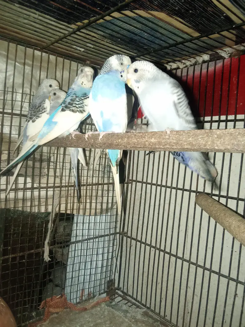 Budgies Breeder pair & Pathy — photo 3