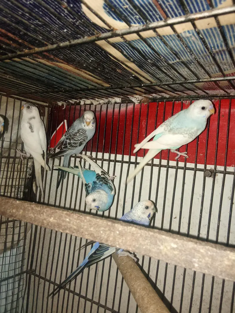 Budgies Breeder pair & Pathy — photo 4