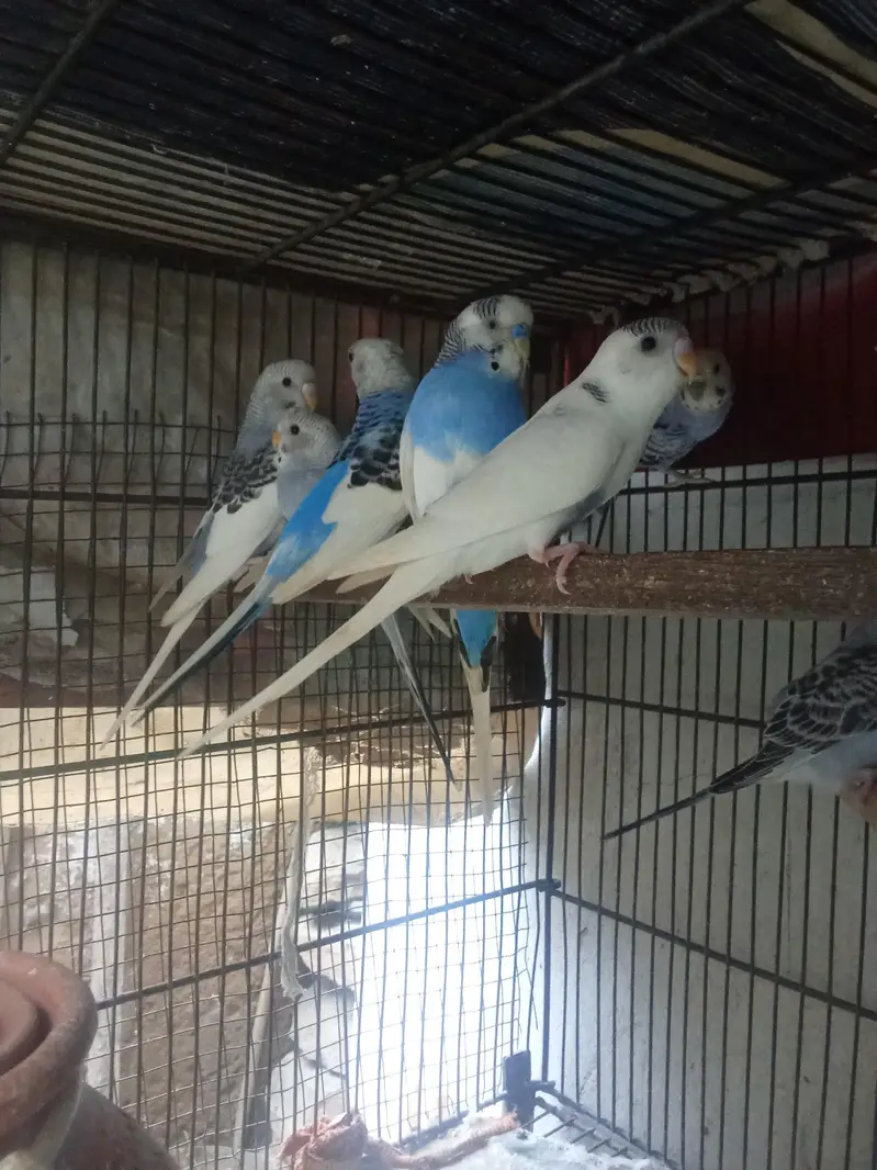 Budgies Breeder pair & Pathy — photo 5