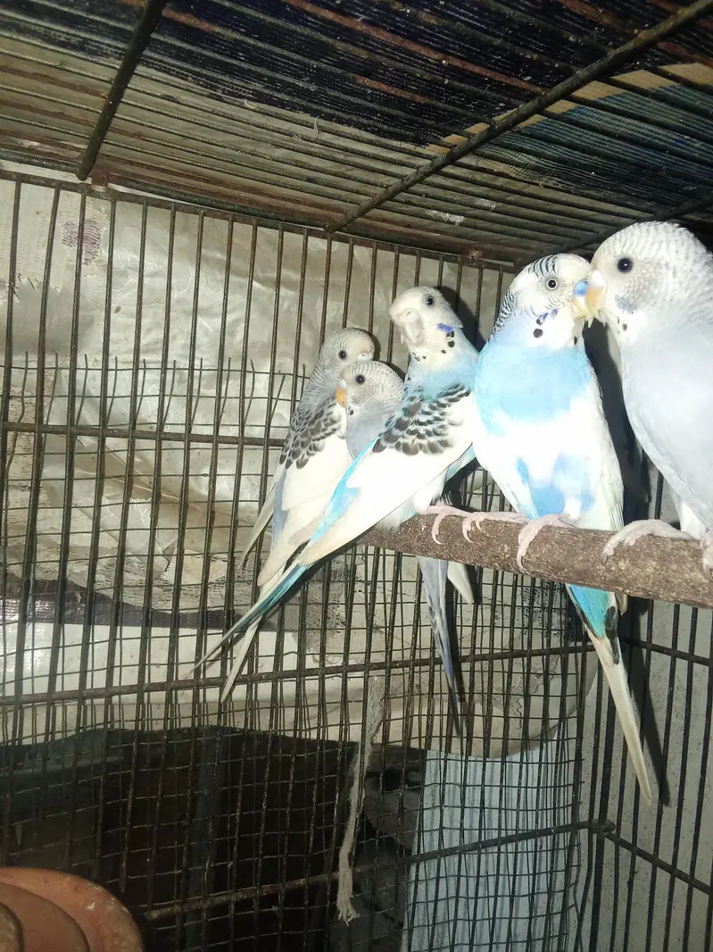 Budgies Breeder pair & Pathy — photo 6