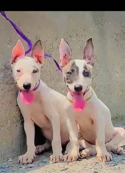 Kuwaiti gulteer male female for sale available