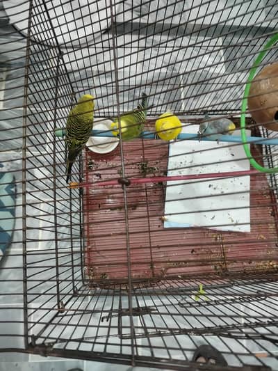 Australian parrot 