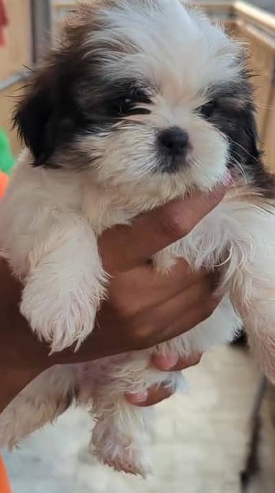 shtizu puppies