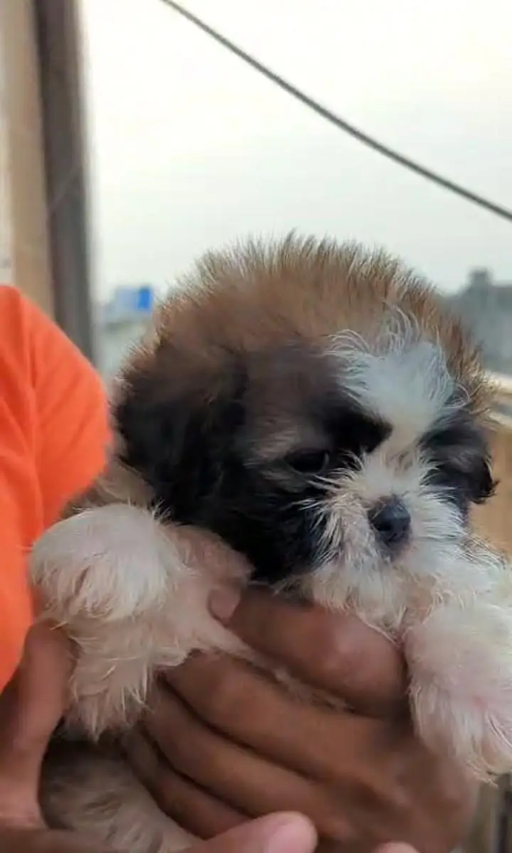 shtizu puppies — photo 2