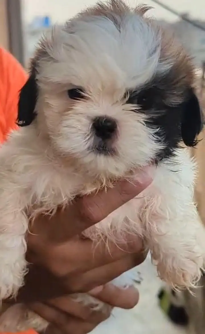 shtizu puppies — photo 3