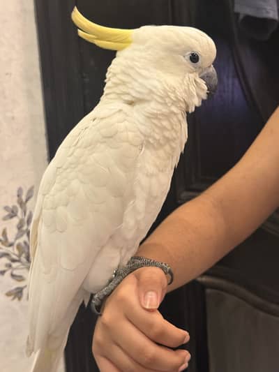 Sulphur Crested Cockatoo – 6 Months Old