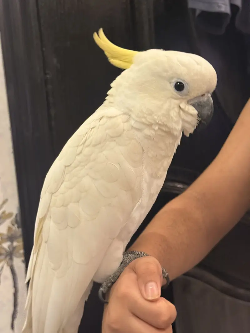 Sulphur Crested Cockatoo – 6 Months Old — photo 2