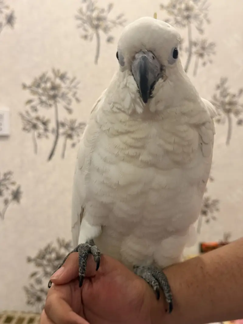 Sulphur Crested Cockatoo – 6 Months Old — photo 3