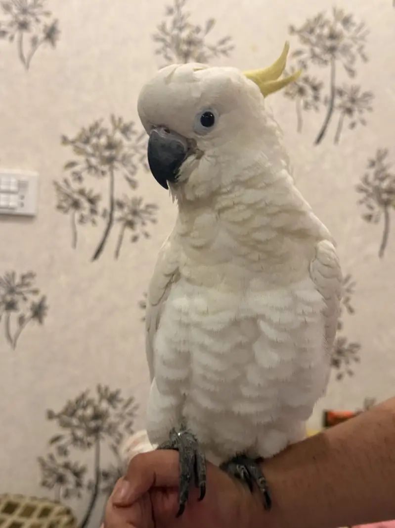 Sulphur Crested Cockatoo – 6 Months Old — photo 4