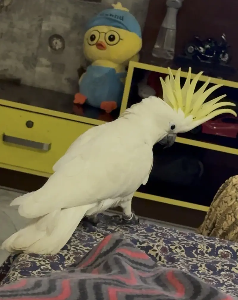 Sulphur Crested Cockatoo – 6 Months Old — photo 5