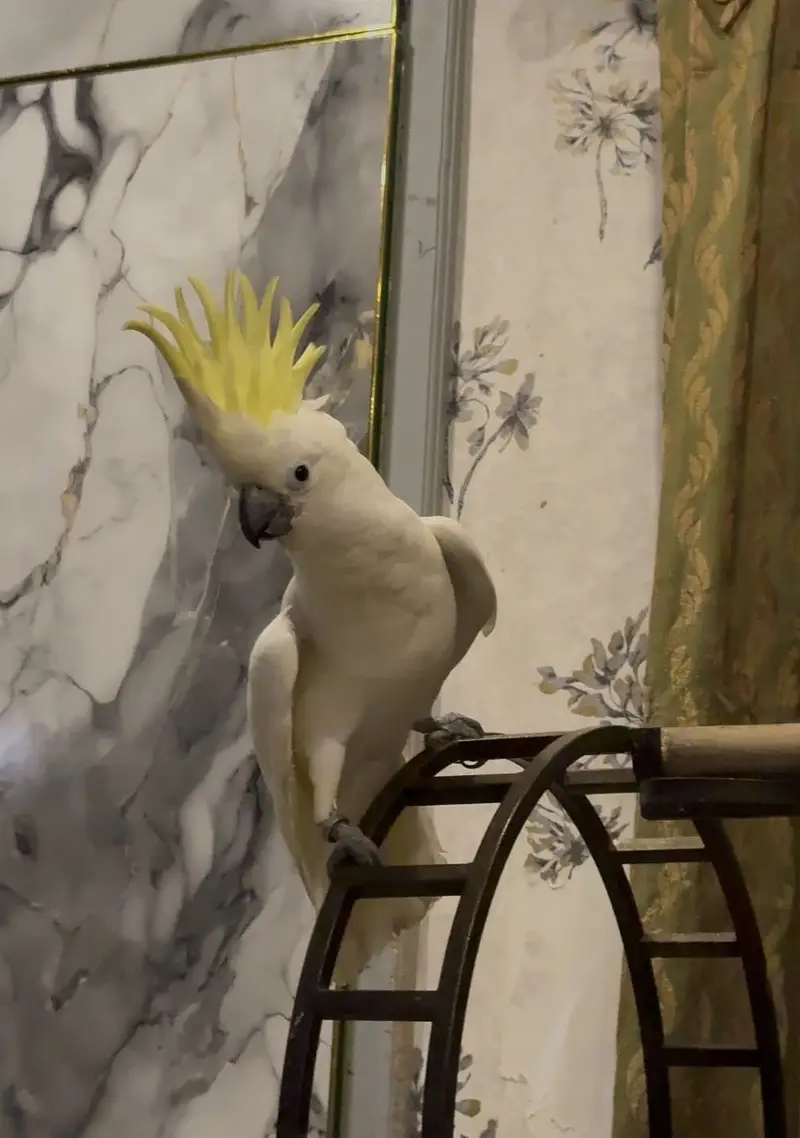 Sulphur Crested Cockatoo – 6 Months Old — photo 6