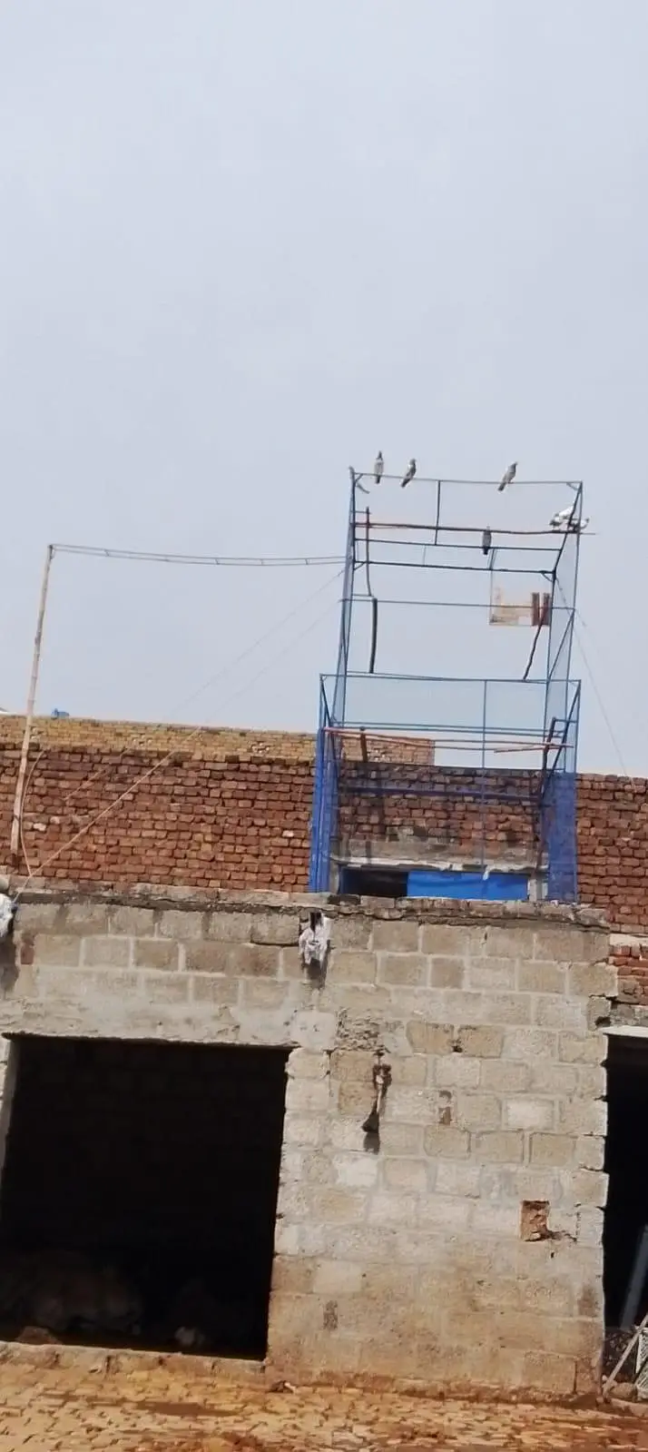 Pigeon Cage for Sale – Kabootar jaal — photo 2