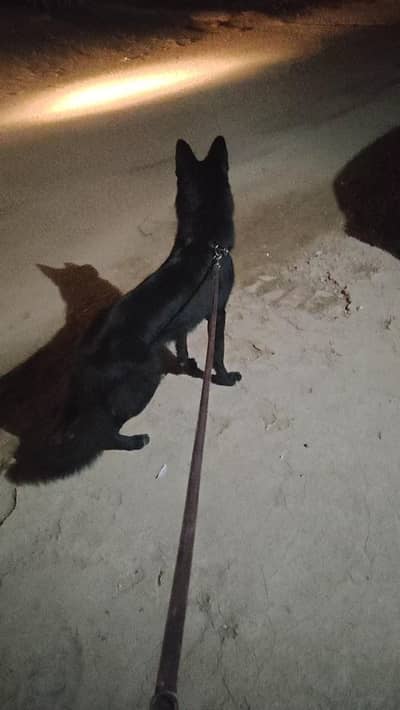 Garman shaft dog double cort arjant saal