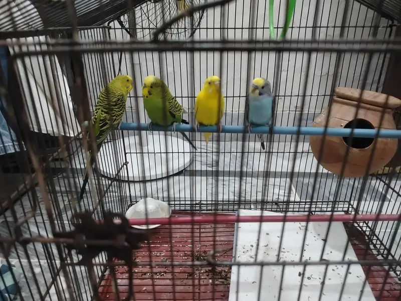 Australian parrot  — photo 2