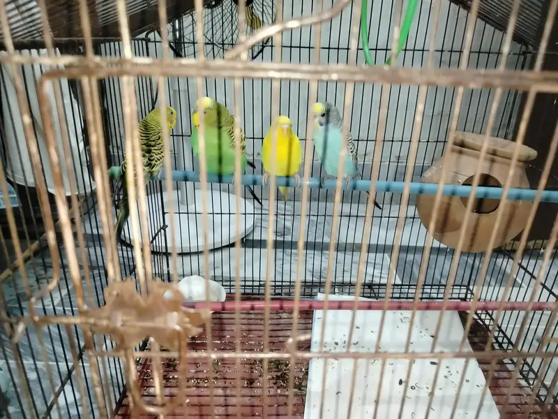Australian parrot  — photo 3