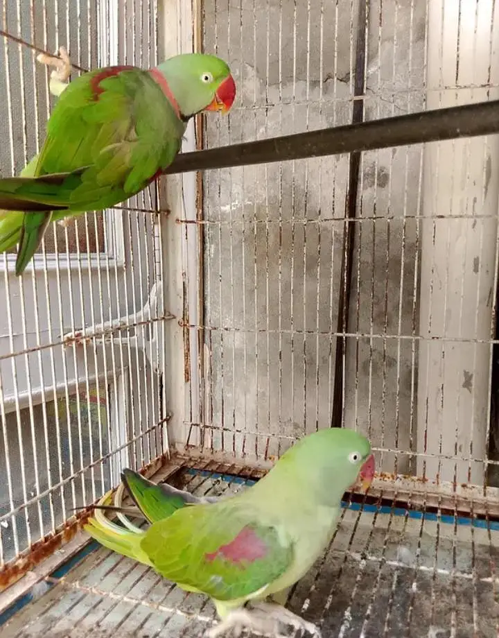 Kashmiri raw parrot for sale — photo 3