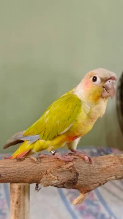 hand tame conure