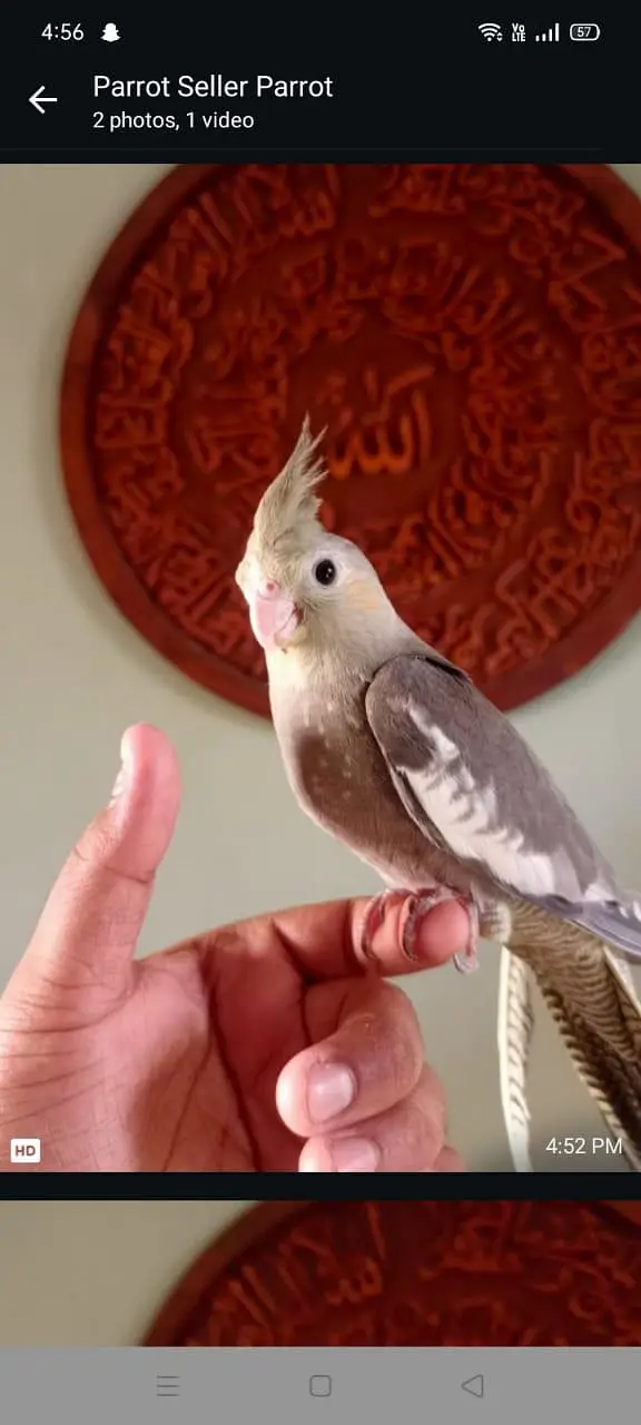 hand tame conure — photo 2
