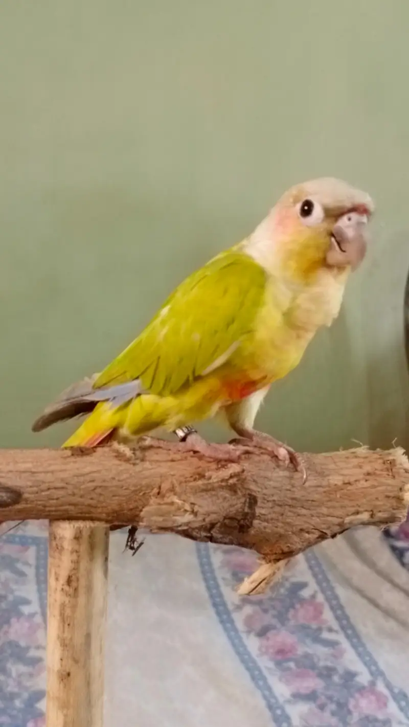 hand tame conure — photo 3
