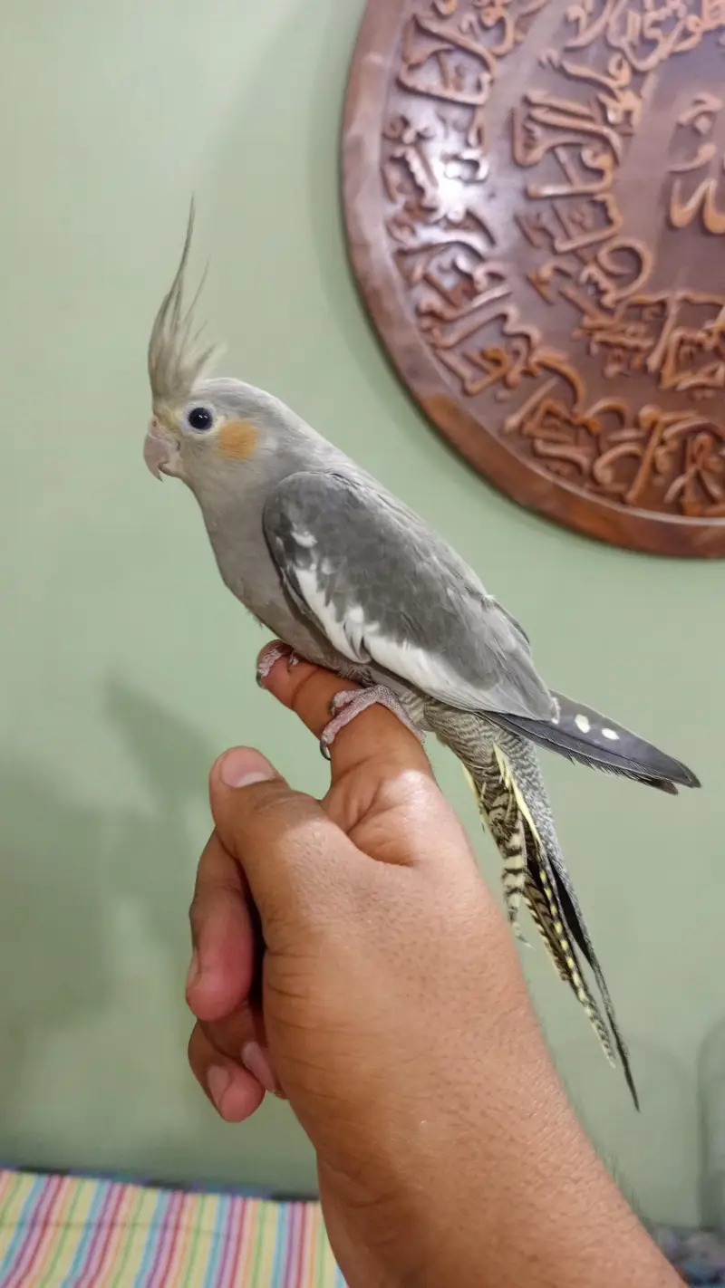 hand tame conure — photo 4