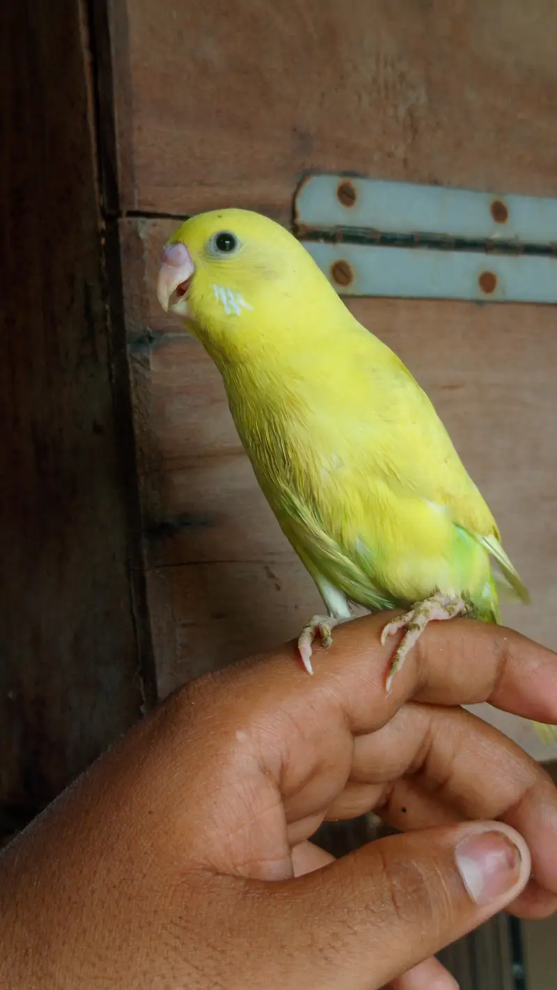 hand tame conure — photo 5