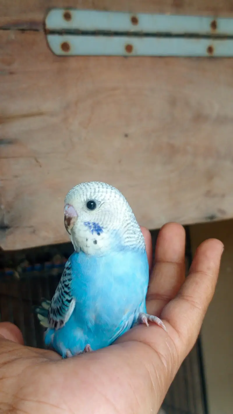 hand tame conure — photo 6
