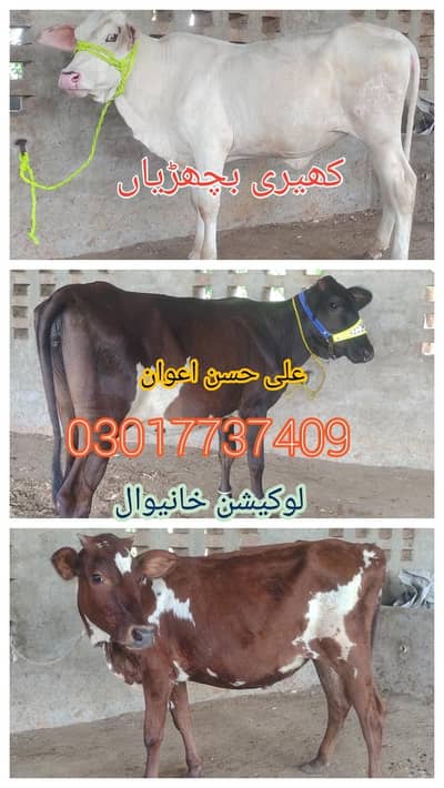 bachrian 03017737409 whatsap