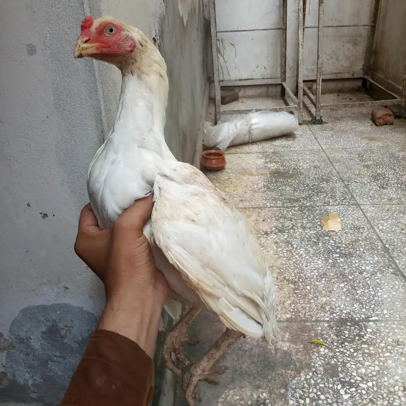 MashaAllah Heera pair — photo 2