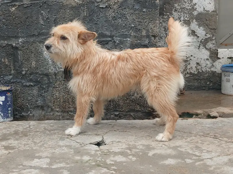 Breeder — photo 4