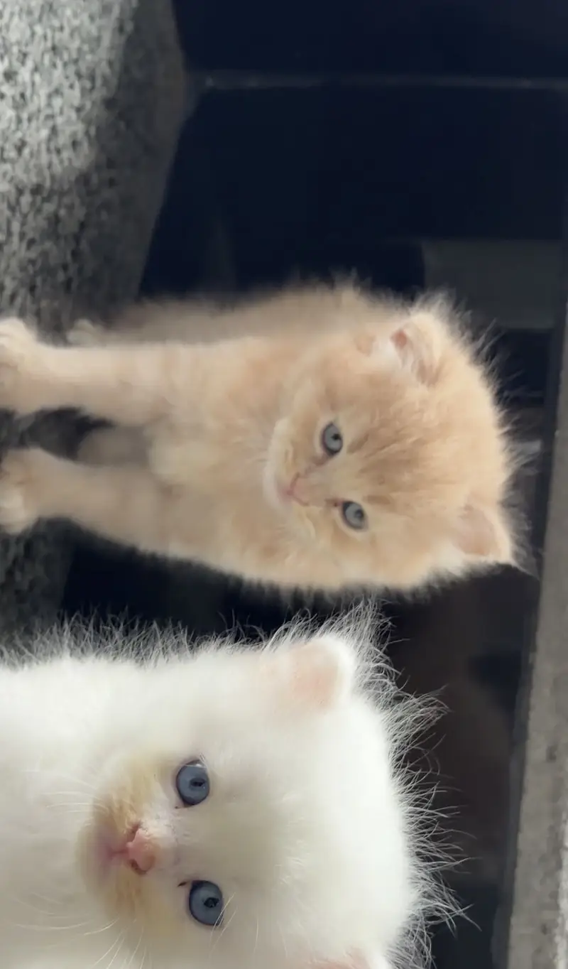 Triple Coated Persian Kittens — photo 2