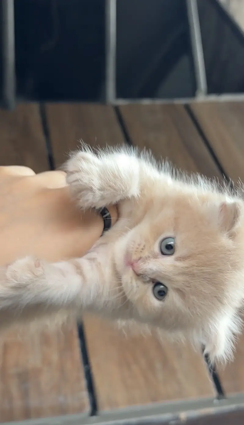 Triple Coated Persian Kittens — photo 4