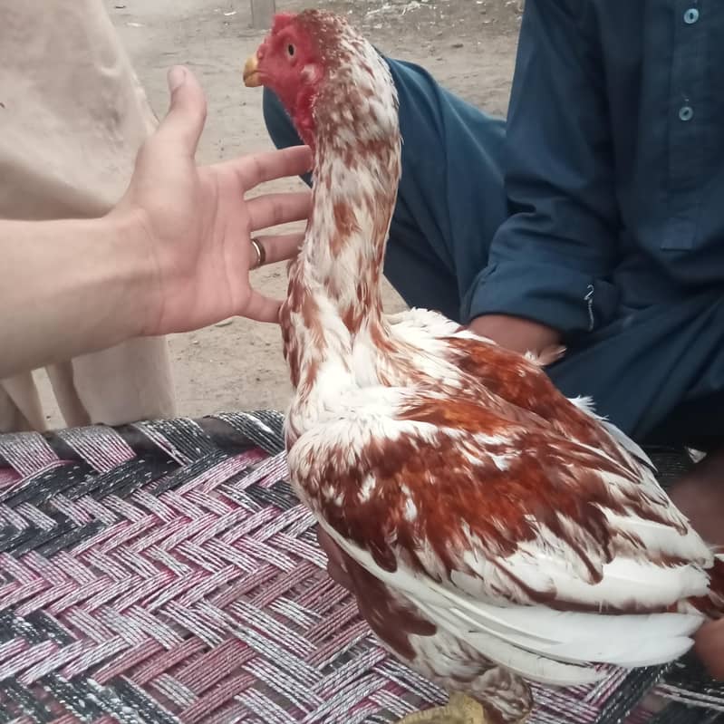 assel murga 2