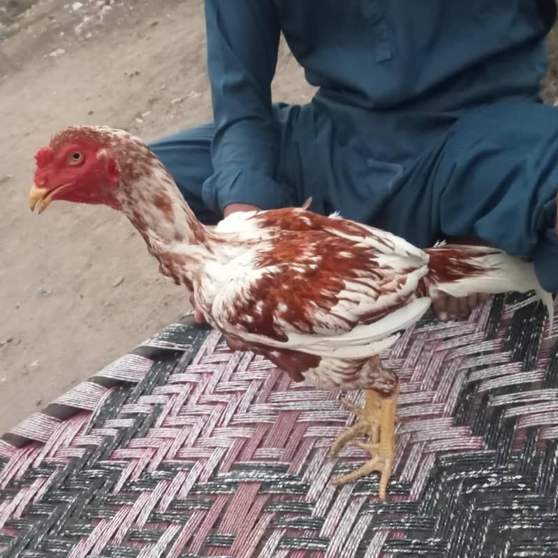 assel murga 3